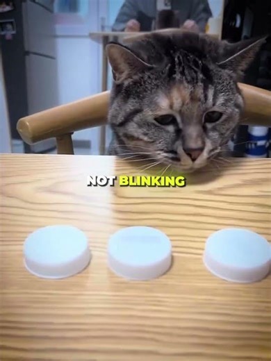 Genius Cat Moment 🤯🐱