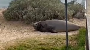 Giant seal closes holiday hot spot