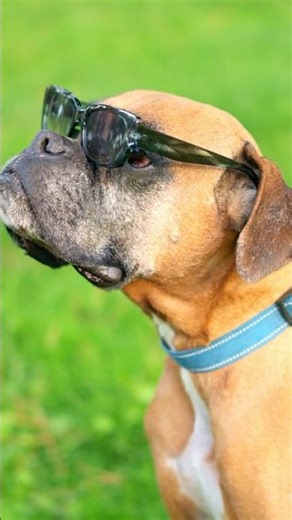 The Personality of a Boxer 🐾 #dogbreeds #puppy #dogcoach #cutedogs #dogshorts