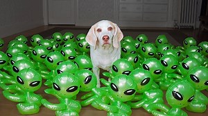 334K views · 3.7K reactions | This cute beagle dog is taking a leisurely nap on the couch when he notices scores of aliens have shown up in the living room. Maymo reacts to this alien 'pandemic' with total nonchalance, since he's used to these kinds of pranks from his owners. | Maymo the Dog | Facebook