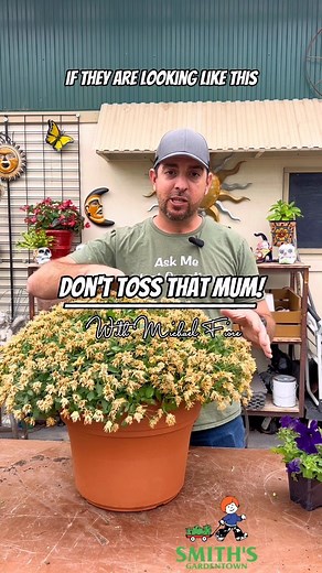 What do you do with your chrysanthemum’s at the end of the season? . . . #smithsgardentown #chrysanthemums #mums #mumseason #gardensuperstore #wichitafallstx #mumtip #tipsandtricks #perennial #chrysanthemumcare #mumcare #plantit #letsgrow | Smith's Gardentown