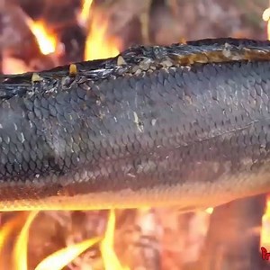 699K views · 87 reactions | Eating roasted fish head of snake in Aboriginal style | Física ao Extremo | Facebook