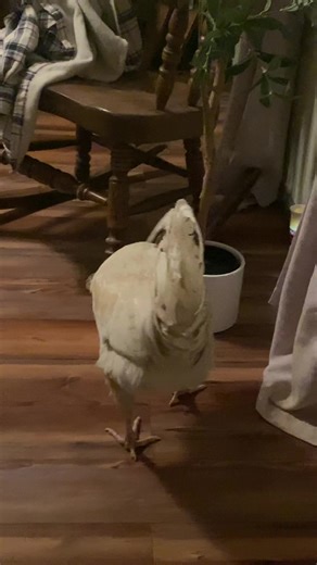 violet Isabella Jackson (@violet.isabella7)’s videos with Don't Drop That Thun Thun - FiNaTTicZ