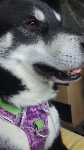 Huskykuscheln 💙 | 🐺 Husky Goraidh 🐾 #shorts