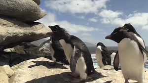 642K views · 1.2K reactions | Feeling the Monday blues? This video of clumsy penguins will sort that right out :D | Cooler Magazine | Facebook