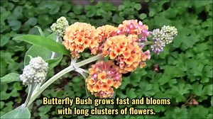 Pink Butterfly Bush Live Shrub Plant Shrub, Buddleia Bush Well Rooted, 5 to 10 Inc Tall