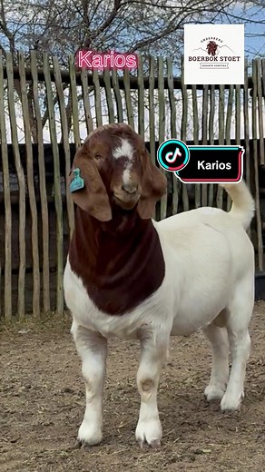 The evolution of Karios at Onderberg Boerbok Stoet is just remarkable! #onderbergboerbokstoet #boerbok #goats #showgoats #boergoats #goat🐐 #GOAT #farming