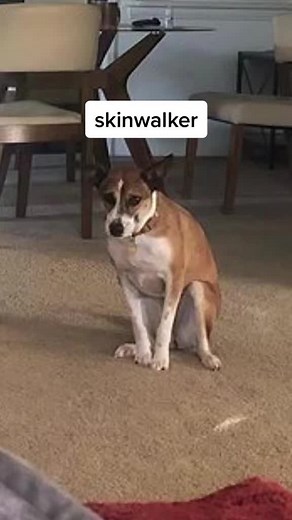 know the signs. #skinwalker #skinwalkerstories #skinwalkerranch #eerie #pets #supernatural #paranormal