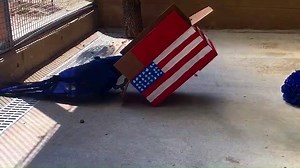 4K views · 131 reactions | Baby our hyacinth macaw thinks the 4th of July is a grand ol’ day to visit! Tulsa Zoo will donate half of all full-price paid admissions on 7/4/19 to the Disaster Relief Fund of Eastern Oklahoma to benefit families impacted by recent flooding. For information visit https://tulsacf.org/2019storms/ : Katie Story | Tulsa Zoo | Facebook