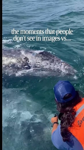 Baby Whale Breaks Every Distance Rule #unexpected #ocean #wildlife