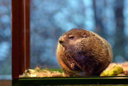 Groundhog Day 2024 NYC live stream: Time to watch Staten Island Chuck’s prediction