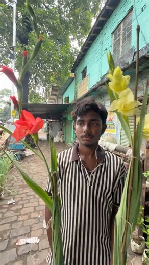 Stunning Gladiolus Flower Plants 🌺 Different Colours at Luxmi Nursery | Galiff Street #shorts