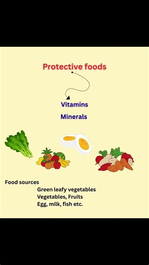 foods classifications