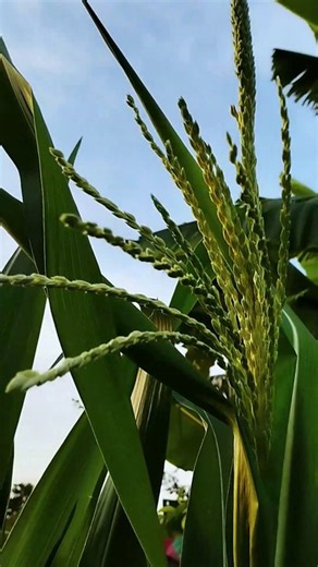 From Plowing to Planting: Growing Corn Step by Step - Part 12