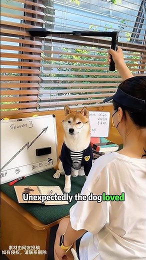 This Dog Was Addicted to Video Games Until He Found His Dream Job