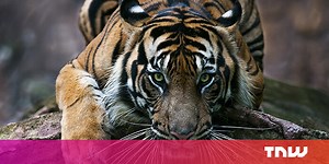 Creative Conservation: The Disappearing Song That Could Save a Species