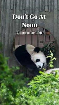 What is the Best Time to See Active Pandas in Chengdu? (Viewing Cheat Sheet & Volunteer Guide)