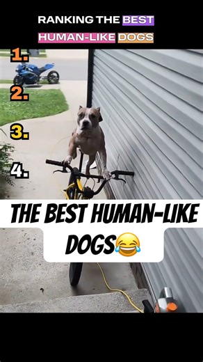 Ranking Dogs Looking & Acting Like Humans #funny #dogs