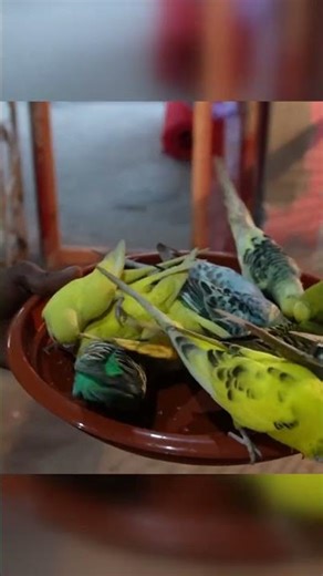 Peaceful Birds Feeding Near Banglar Taj Mahal | Sonargaon Pyramid