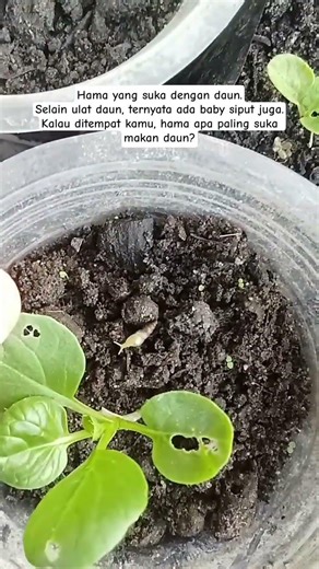 PESTS THAT LIKE TO EAT LEAVES #viralvideo #gardening #shorts #shortvideo