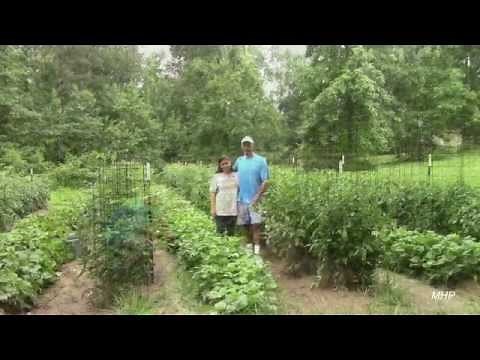 Growing Green Beans - How to Get Good Production