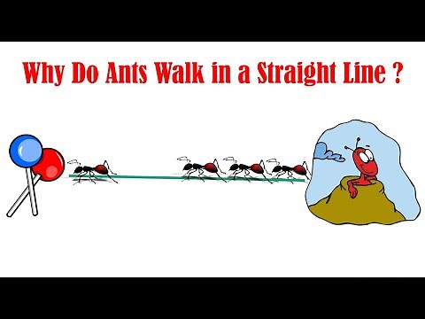 Why Do Ants Walk in a Straight Line - Ants Facts