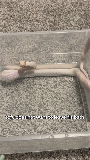 Taylor Nicole Dean on Instagram: "tofu was not ready for his bath to be over with apparently 😔 ALSO the last time I posted a video of him I got a comment saying I removed his TEETH?? 😭 pls look up ratsnake teeth y’all he would die without teeth. also i’ve posted clips of him biting me before…he draws blood 😭😭😭 PLSS i have a ton of snakes i do not care about being bit 😭 #pets #animals #reptiles #snakes #silly"