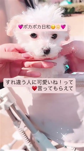 2026年3月2日🩷ྀི公園デビュー🎵😘#仔犬販売 #angellikepoodle #toypoofamilyチャンネル #仔犬 #かわいい #ブリーダーナビ #犬 #ブリーダー直販