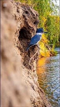 How a Belted Kingfisher Builds an Underground River Home 🐦 | Amazing Wildlife in 4K #uniquewildlife