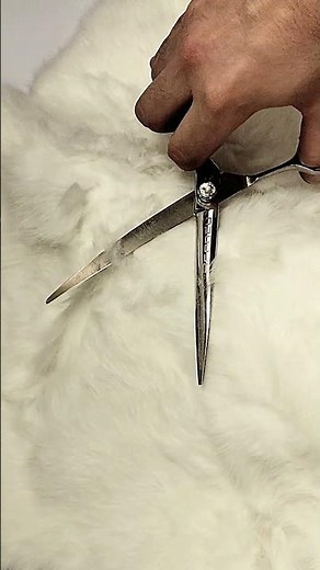 Freshly Sharpened Curved Dog Grooming Shears