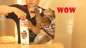 5.7K views · 215 reactions | Hungry and empty power || A juice in the refrigerator for Jonny after playing tired | My Monkey Jonny | Facebook