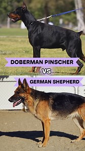 47K views · 878 reactions | Who’s the Most Formidable Dog: German Shepherd or Doberman Pinscher? | Dogumentary TV | Facebook