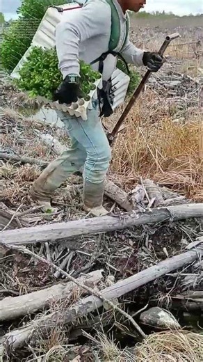 Wald neu besiedeln: Wie junge Bäume im abgestochenen Gebiet Wurzeln schlagen