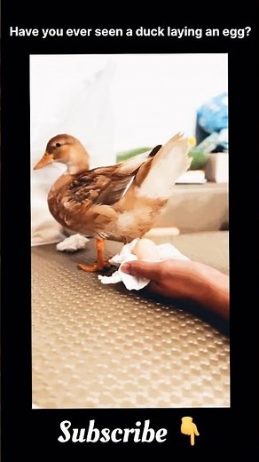 The Moment a Duck Lays an Egg 🦆 #FarmLife #egglaying #Shorts