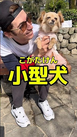 27年間ゲンキになる犬のおまわりさんソング🐕#shorts