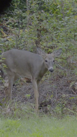 You can only hunt on your own so much!