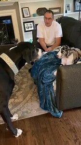 Uh oh... the Attention Sucking Gremlin swiped Radar’s spot next to Dad on the living room couch, and the Boog is NOT happy about it! 🤣 Eva was sassing right back at him before Mom started recording. | Lady Darla's Legacy - The Squirrel Patrol