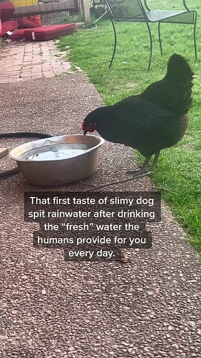 Fun Chicken Cocktail Recipes for Happy Hour Delights