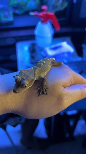 Pinapabalik na ko sa hobby kaya nabudol nanaman. Welcome home Treecko! 🦎 #CrestedGecko #Treecko