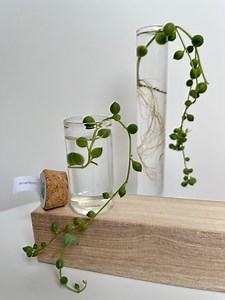 String of Pearls | Curio Senecio Rowleyanus | Cutting | Varigated | Trailing Houseplant | Live Succulent | Fast Growing | Easy Indoor Plant - Etsy UK