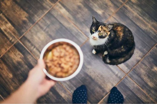 Why Is My Cat Not Eating? Loss of Appetite in Cats Explained (loss of appetite) - Cats.com