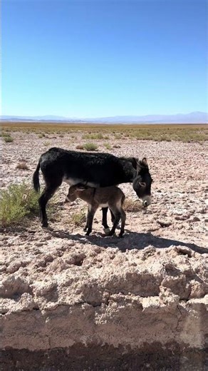 BURRO CATALÁN