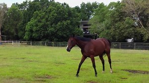 Brown Horse Pooping Paddock Running Away Stock Footage Video (100% Royalty-free) 1093672227 | Shutterstock