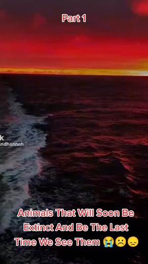 #CapCut Part 1 Animals That Will Go Extinct Soon 🐅🐆🐘🐼🦏🐒 #Goviral #Blowthisup #fypシ #Viral #Animals #Sad
