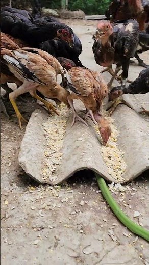 अंडा को चुराकर खाने वाला सांप #youtubeshorts #shortsvideo #treanding