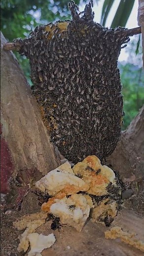 close up of beautiful honey bee nest