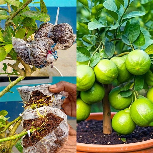 Air layering method for growing roots of lemon tree || How to grow lemon plant at home | Rana Craft