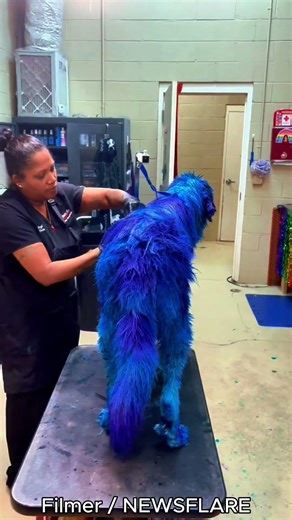 Pet Groomer Spends 10 Hours Transforming Dog into Sulley from "Monsters, Inc."