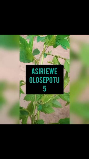 43K views · 1.4K reactions | YouTube channel ASIRI OJOIBI SOLUTION TV Full video | ASIRI OJO Ibi/ATI solution | Facebook