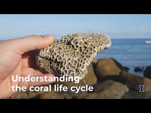 Reef Rebirth: Understanding the coral lifecycle